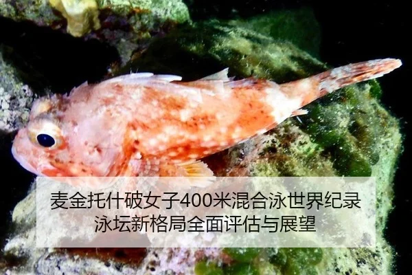 mai-jin-tuo-shen-po-nv-zi-mi-hun-he-yong-shi-jie-ji-lu-yong-tan-xin-ge-ju-quan-mian-ping-gu-yu-zhan-wang-3-477.jpg