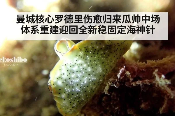 曼城核心罗德里伤愈归来瓜帅中场体系重建迎回全新稳固定海神针
